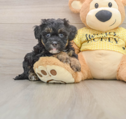 8 week old Shih Poo Puppy For Sale - Lone Star Pups