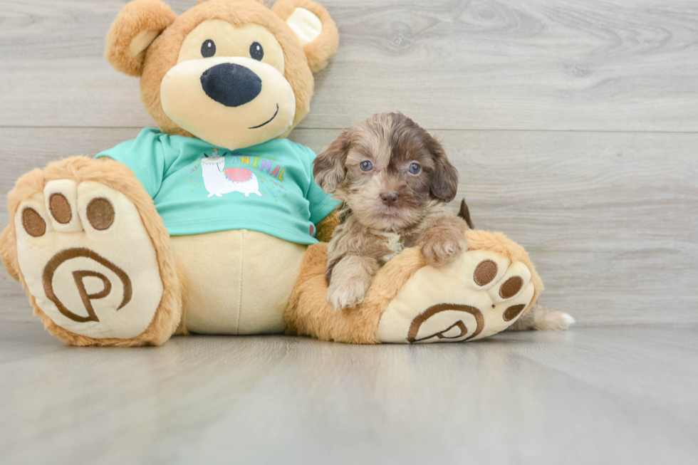 Hypoallergenic Shih Poo Poodle Mix Puppy