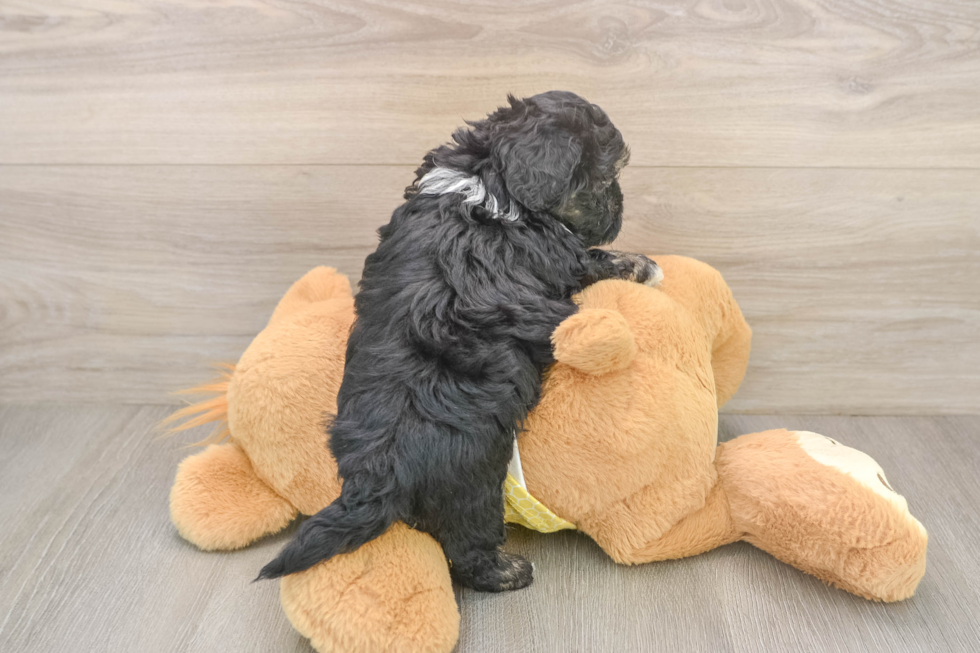 Best Shih Poo Baby
