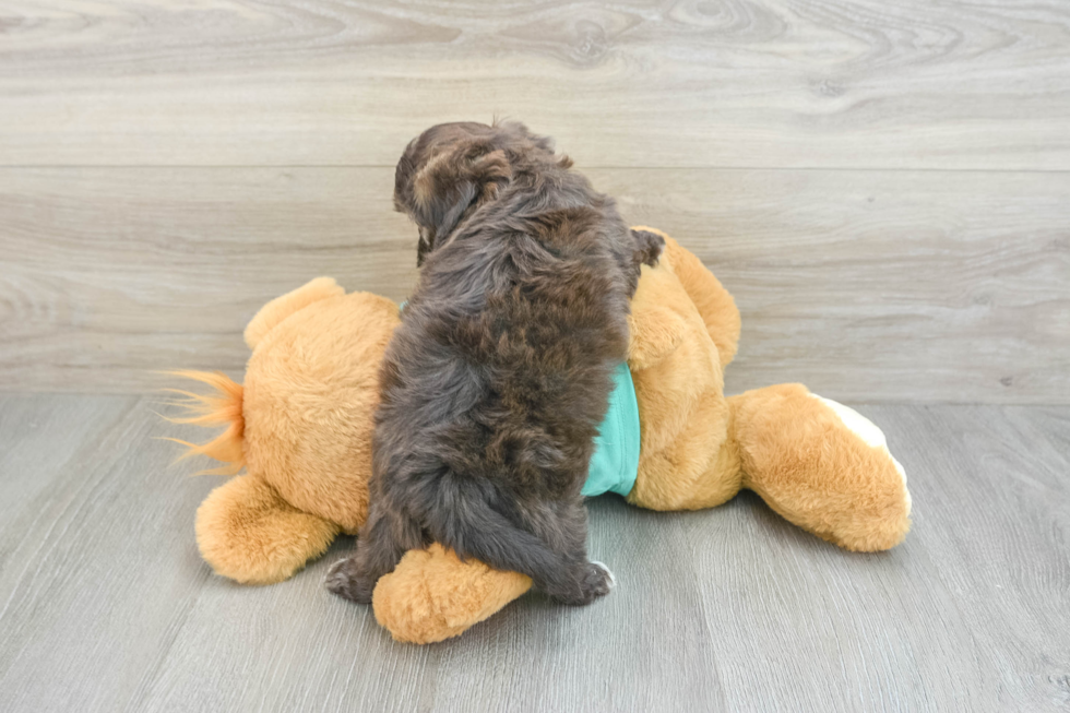 Smart Shih Poo Poodle Mix Pup