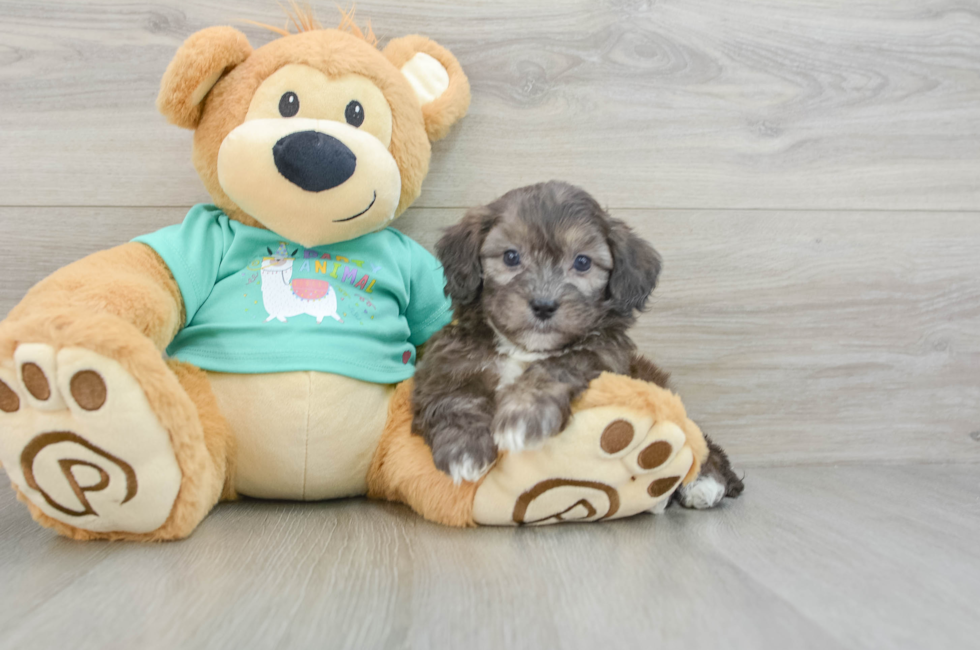 8 week old Shih Poo Puppy For Sale - Lone Star Pups