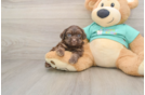 Adorable Shihpoo Poodle Mix Puppy