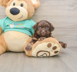 7 week old Shih Poo Puppy For Sale - Lone Star Pups