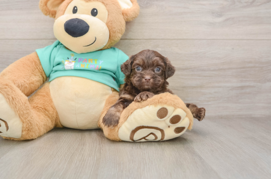 Best Shih Poo Baby