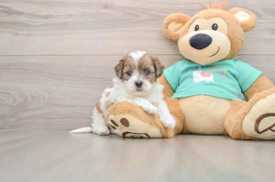 Friendly Shih Poo Baby