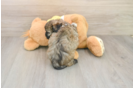 Cute Shih Poo Baby