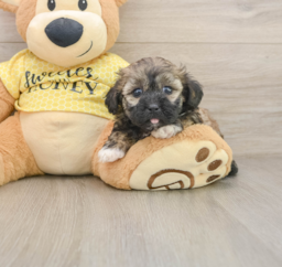 8 week old Shih Poo Puppy For Sale - Lone Star Pups