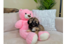 Cute Shihpoo Poodle Mix Puppy