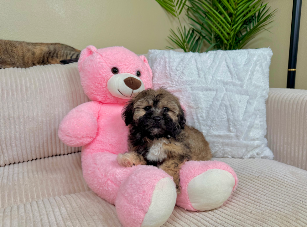 Cute Shihpoo Poodle Mix Puppy
