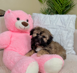 10 week old Shih Poo Puppy For Sale - Lone Star Pups