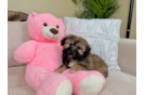 Cute Shih Poo Poodle Mix Pup