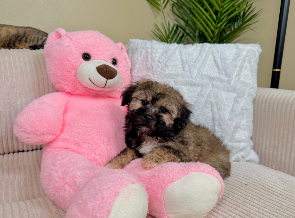 Cute Shih Poo Poodle Mix Pup
