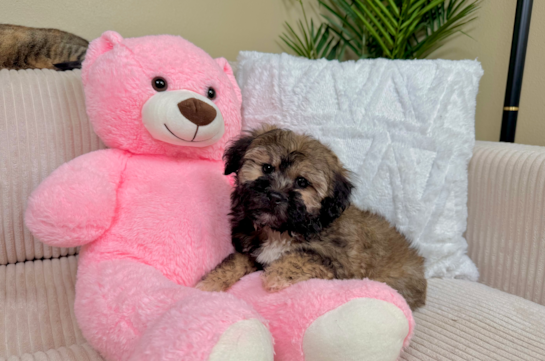 Cute Shih Poo Poodle Mix Pup