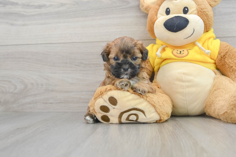 Meet Sosa - our Shih Poo Puppy Photo 1/3 - Lone Star Pups