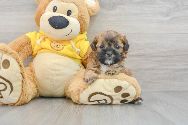 Meet Sosa - our Shih Poo Puppy Photo 3/3 - Lone Star Pups