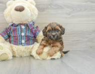 7 week old Shih Poo Puppy For Sale - Lone Star Pups