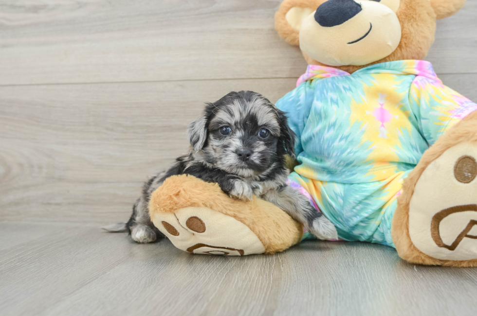 5 week old Shih Poo Puppy For Sale - Lone Star Pups