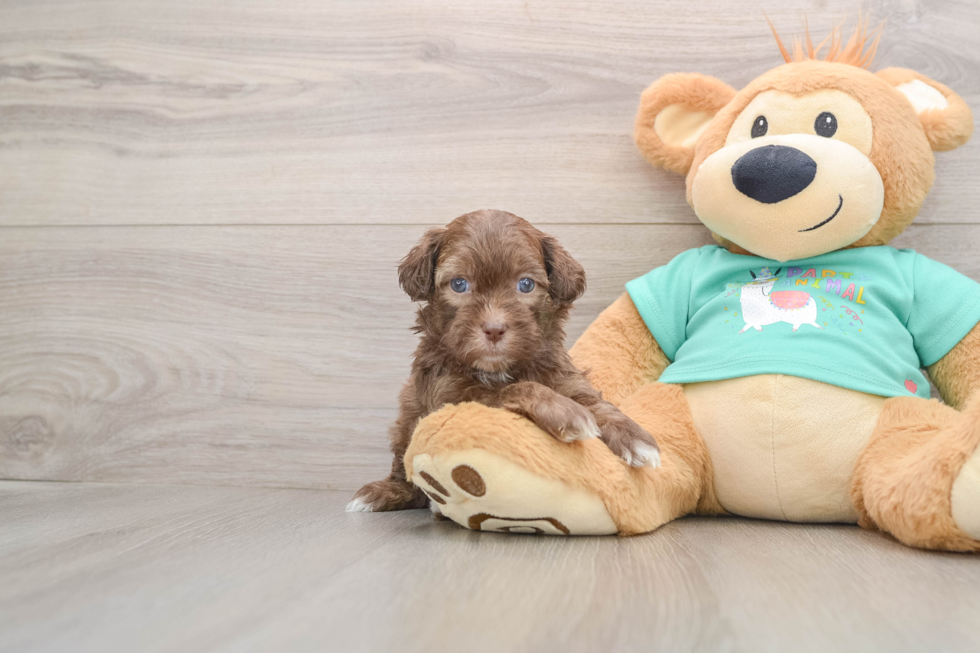 Shih Poo Puppy for Adoption