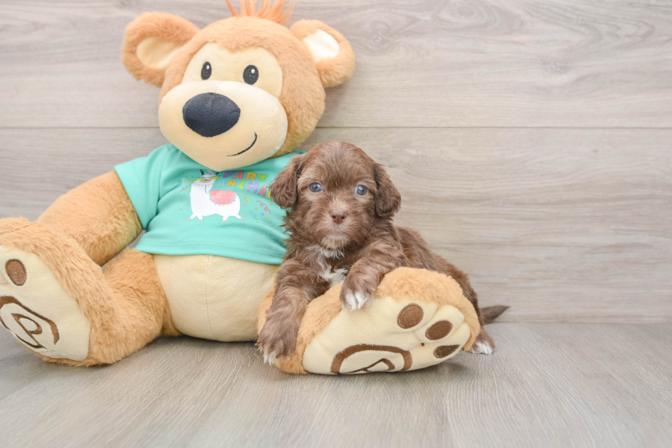 Smart Shih Poo Poodle Mix Pup