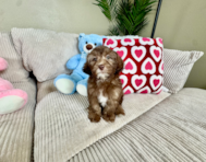 10 week old Shih Poo Puppy For Sale - Lone Star Pups