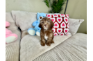 Cute Shihpoo Poodle Mix Puppy