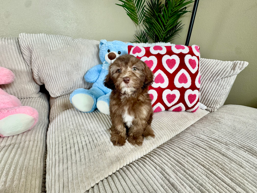 Cute Shihpoo Poodle Mix Puppy