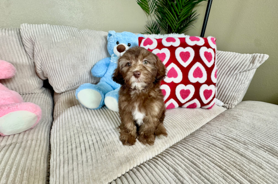 Cute Shihpoo Poodle Mix Puppy