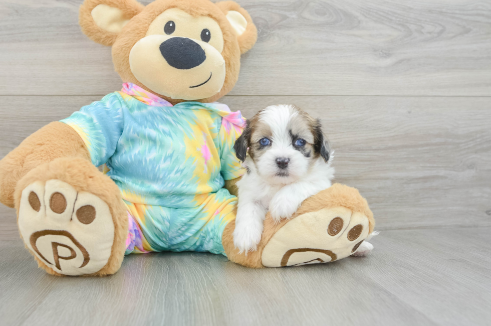 5 week old Shih Poo Puppy For Sale - Lone Star Pups