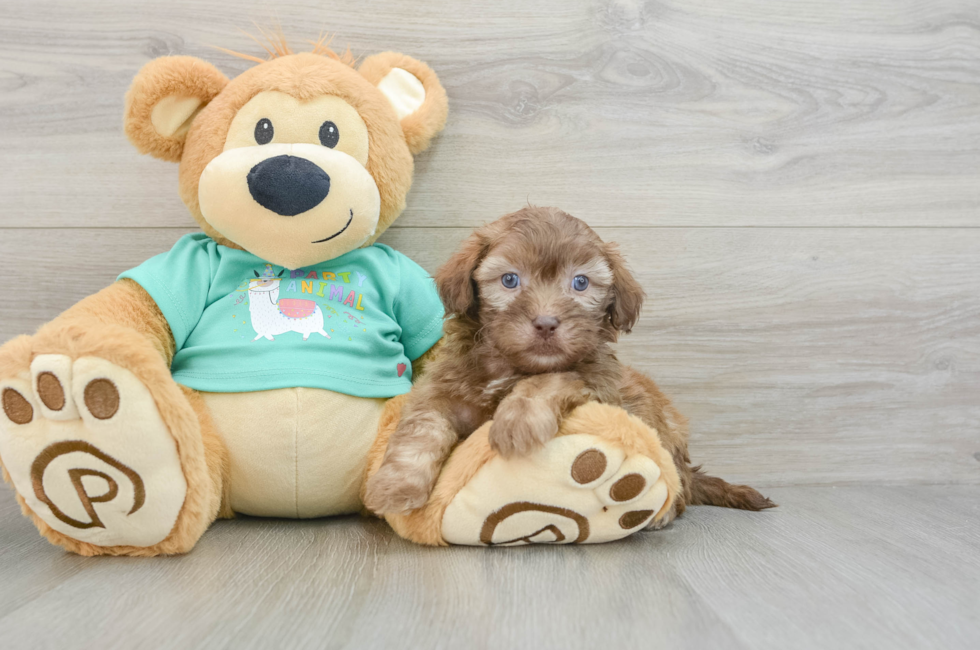 8 week old Shih Poo Puppy For Sale - Lone Star Pups