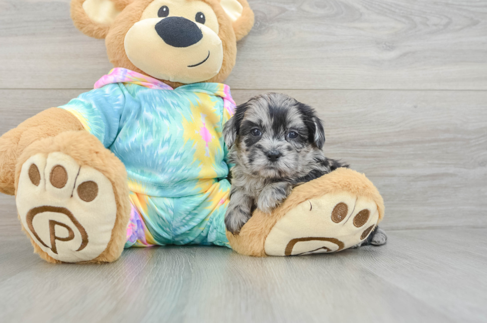 5 week old Shih Poo Puppy For Sale - Lone Star Pups
