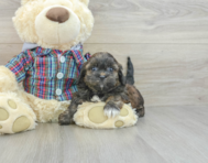 7 week old Shih Poo Puppy For Sale - Lone Star Pups