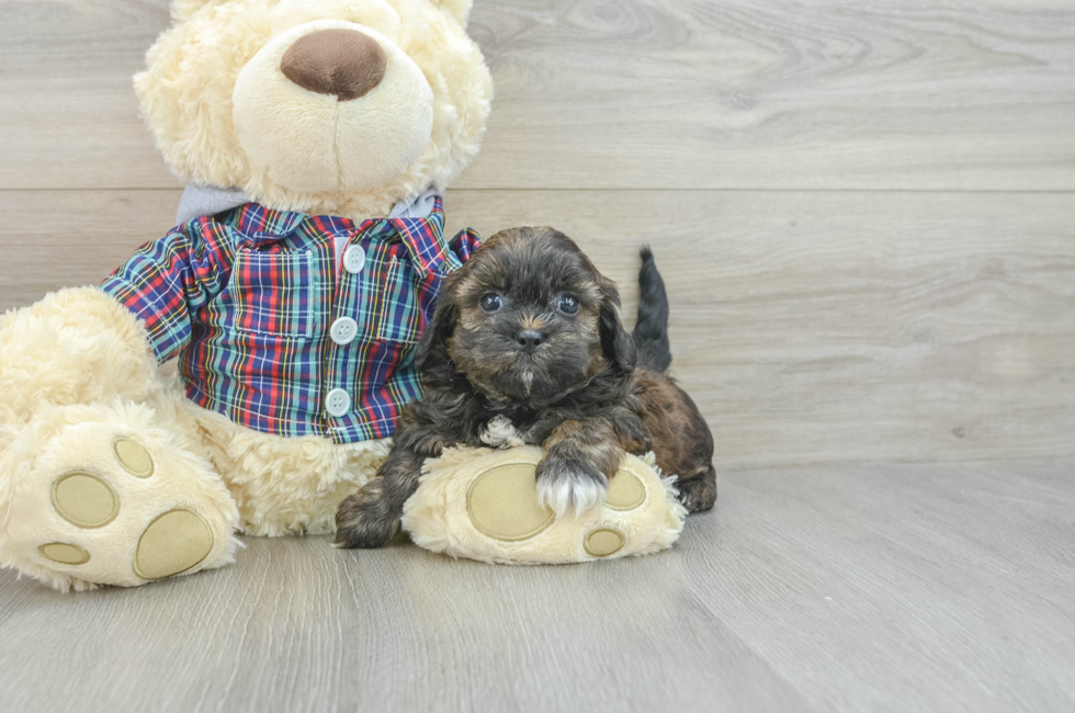 7 week old Shih Poo Puppy For Sale - Lone Star Pups