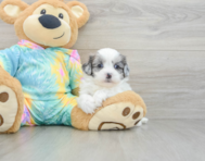 8 week old Shih Poo Puppy For Sale - Lone Star Pups