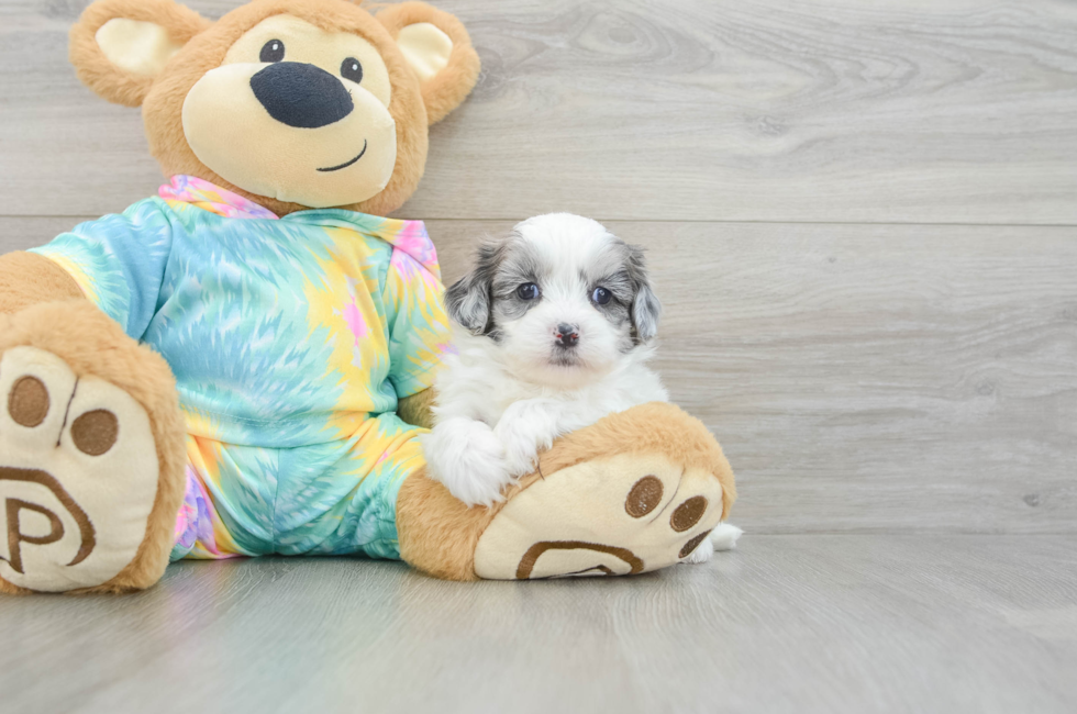 5 week old Shih Poo Puppy For Sale - Lone Star Pups