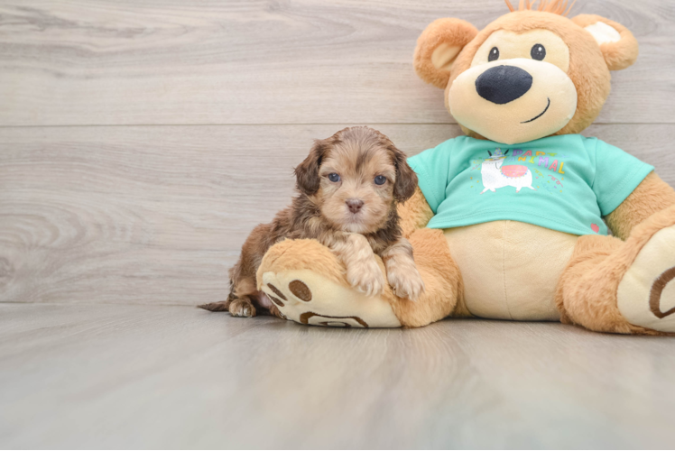 Energetic Shih Poo Poodle Mix Puppy