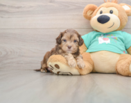 5 week old Shih Poo Puppy For Sale - Lone Star Pups