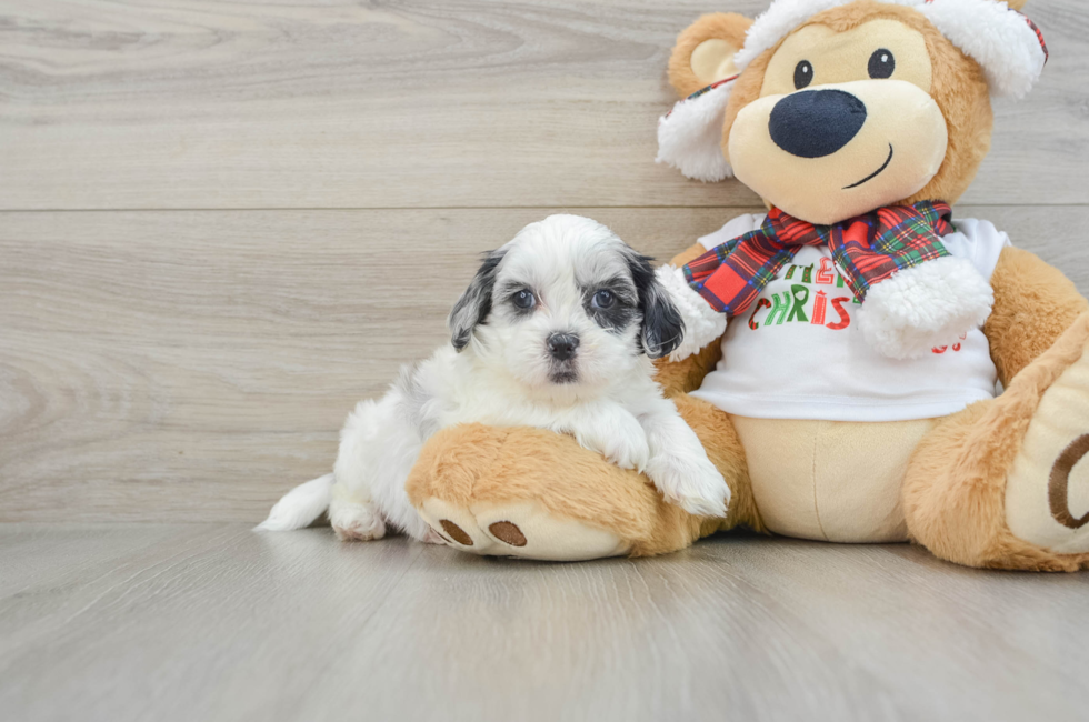 6 week old Shih Poo Puppy For Sale - Lone Star Pups