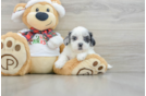 Small Shih Poo Baby