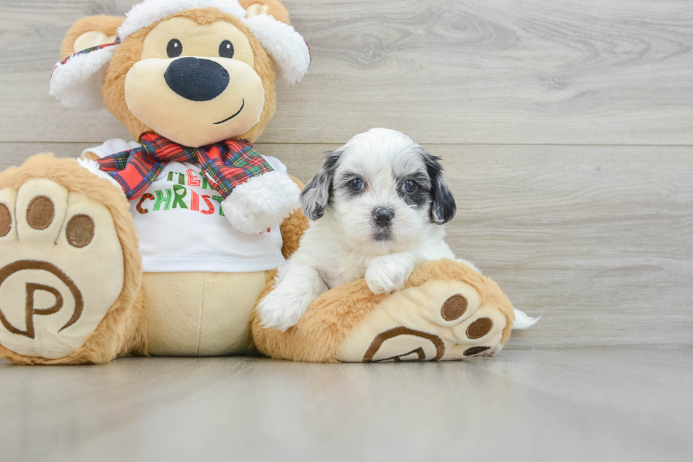 Small Shih Poo Baby