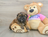 8 week old Shih Poo Puppy For Sale - Lone Star Pups