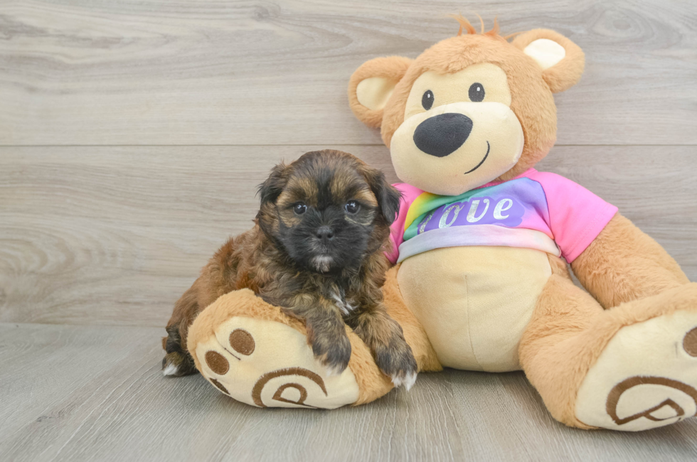 5 week old Shih Poo Puppy For Sale - Lone Star Pups