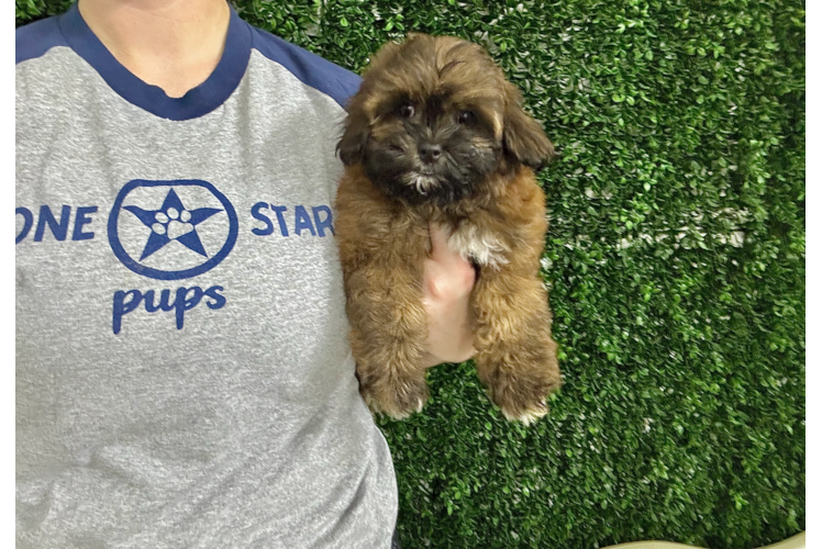 Cute Shih Poo Poodle Mix Puppy