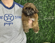 10 week old Shih Poo Puppy For Sale - Lone Star Pups
