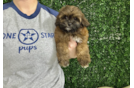 Cute Shih Poo Poodle Mix Puppy