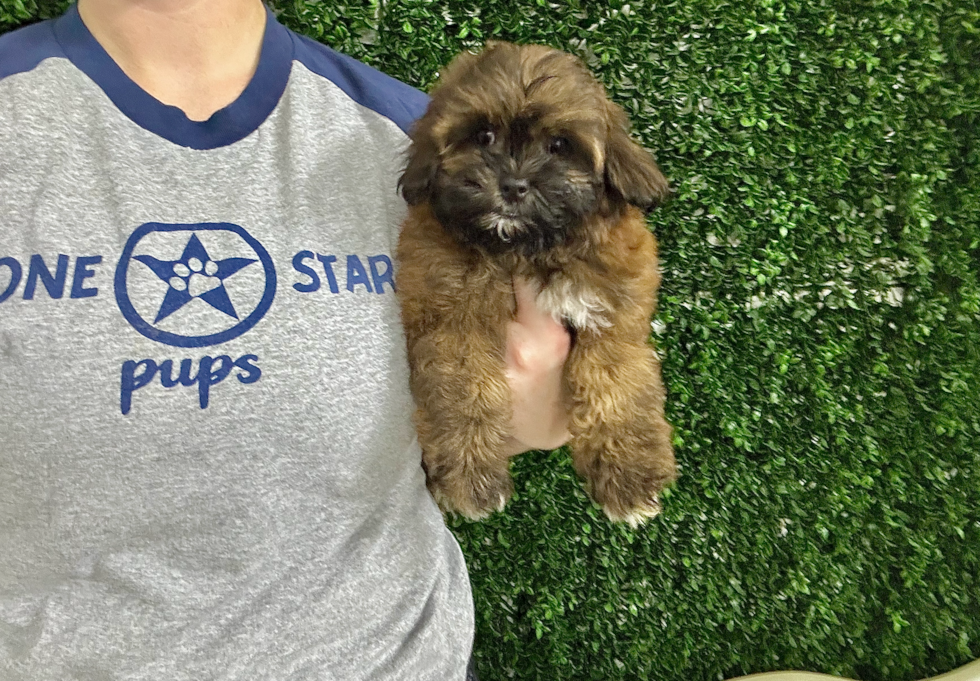 Cute Shih Poo Poodle Mix Puppy