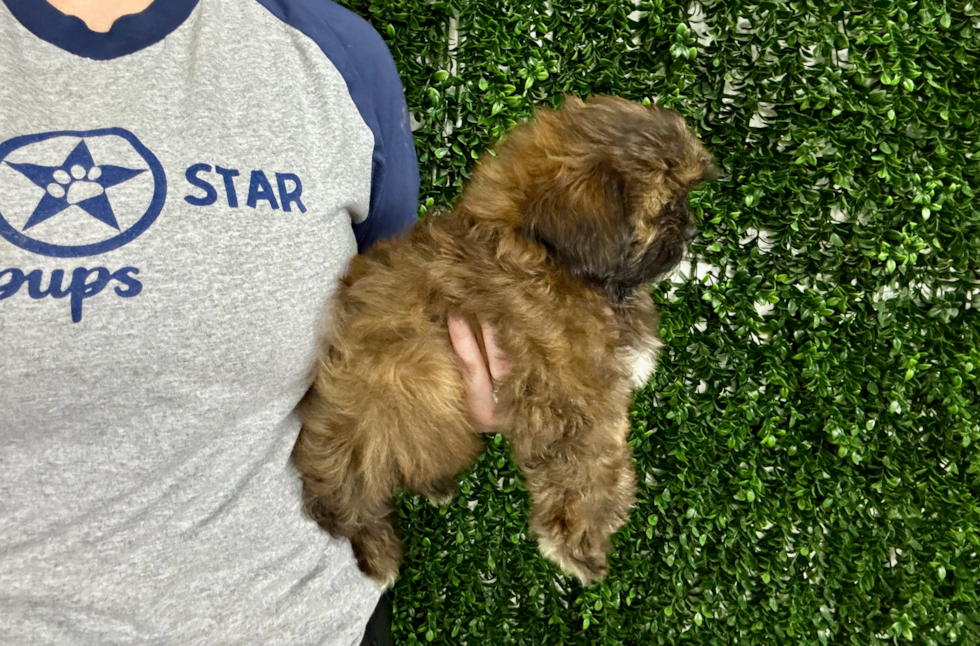 Shih Poo Pup Being Cute