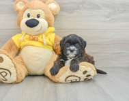 7 week old Shih Poo Puppy For Sale - Lone Star Pups