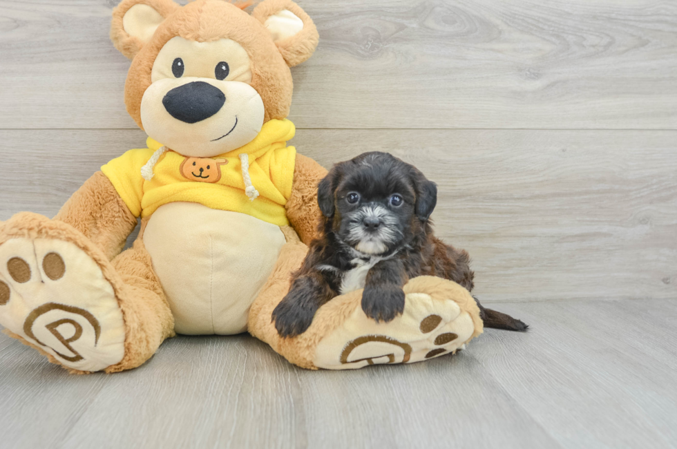 7 week old Shih Poo Puppy For Sale - Lone Star Pups