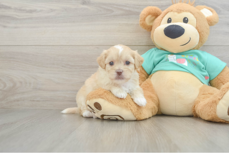 Best Shih Poo Baby