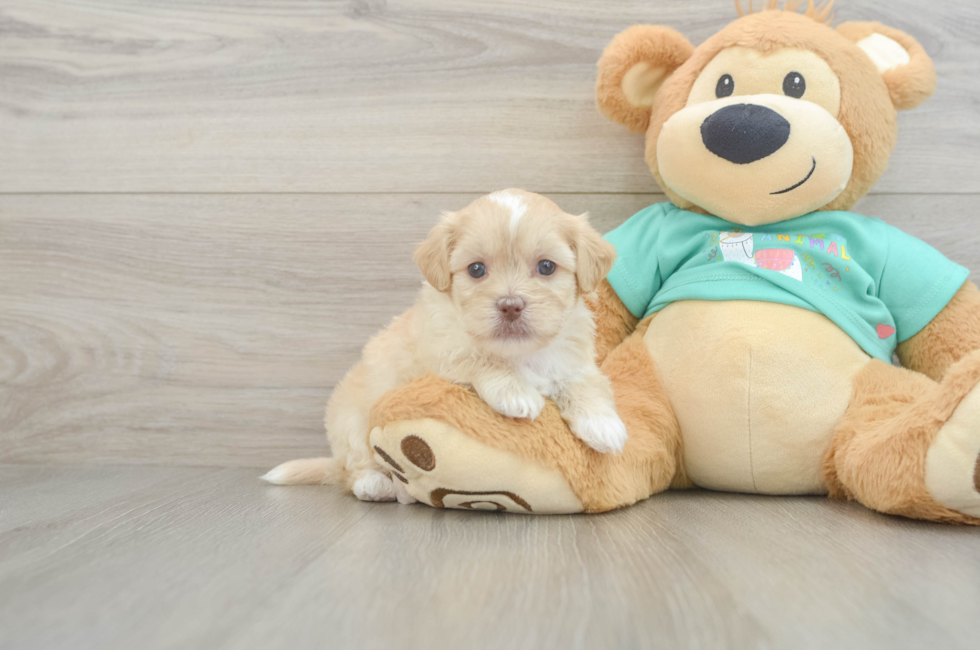 5 week old Shih Poo Puppy For Sale - Lone Star Pups